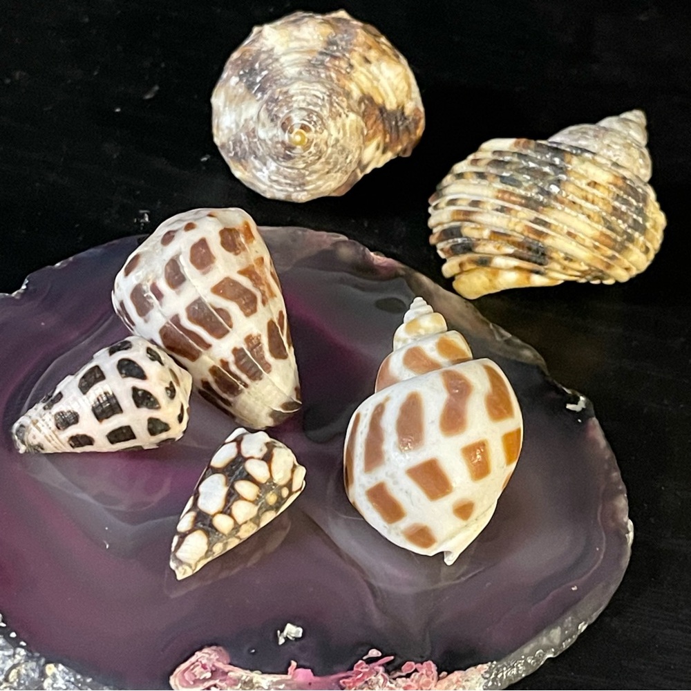 florida gulf coast cone seashells